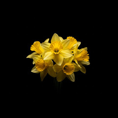 Black background with yellow flower in the center