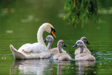 Mute swan with baby. Cygnets on summer day in calm water. Bird in the nature habitat