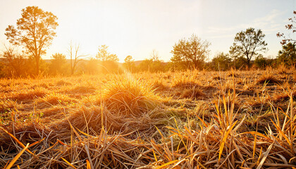 Golden grasses swaying in sunlight on rural landscape, fire risk awareness