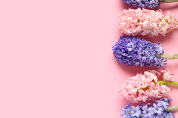 Many beautiful hyacinth flowers on purple background