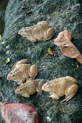Thai frog, Frogs in natural waterside environment. Closeup image of Thai frog in pond.