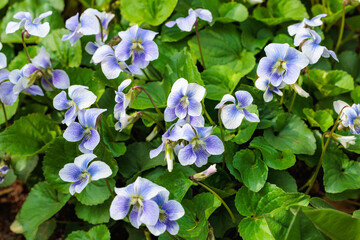 Beautiful viola sororia flowers blooming in the spring garden.