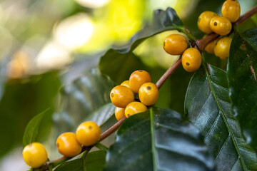 Hand holding ripe coffee bean,Worker harvest Arabica Coffee Bean from coffee Tree
