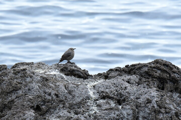 冬の海岸のイソヒヨドリ