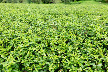 Green tea leaf in the morning, tea plantation