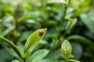 Green tea leaf in the morning, tea plantation