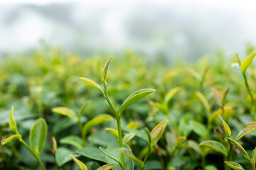 Green tea leaf in the morning, tea plantation