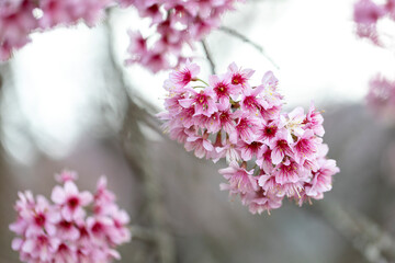 Wild Himalayan Cherry (Prunus cerasoides) or thai sakura flower