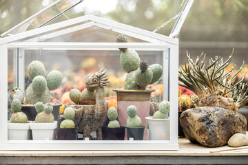 Cactus Tephrocactus geometricus with flower
