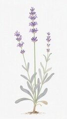 Obraz premium Delicate Lavender Sprig Botanical Illustration
