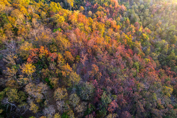 Scenic topdown shot of a deciduous forest changing leaves at the height of autumn. Picturesque flying view of the vibrant
