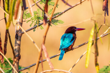 The common kingfisher (Alcedo atthis)the Eurasian kingfisher, and river kingfisher, is a small kingfishe