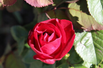 red rose on green background