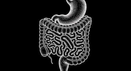 Human Digestive System Illustration