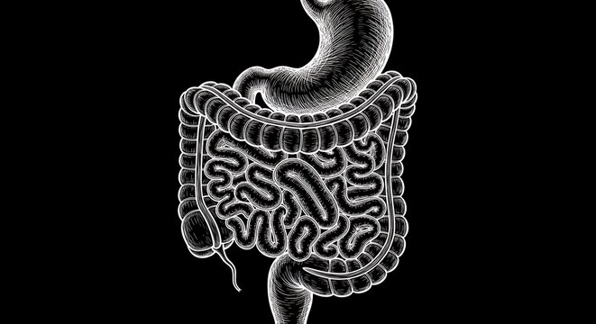 Human Digestive System Illustration
