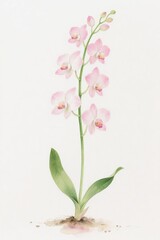 Fototapeta premium Delicate Pink Orchid in Watercolor Style