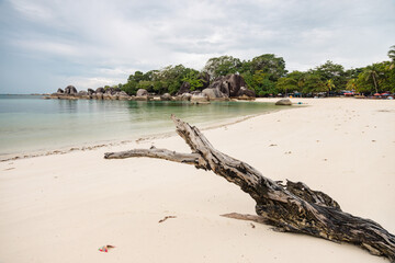 tropical beach with dead tree log