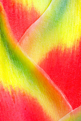Closeup of heliconia petal with red yellow green gradient texture