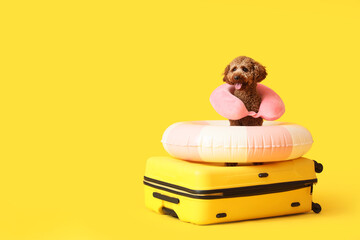 Cute Toy Poodle with suitcase, inflatable ring and travelling pillow on yellow background