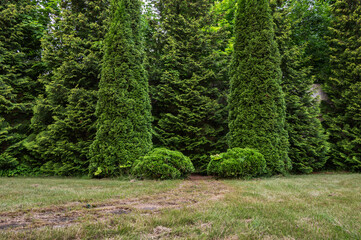 A quiet place for a photo shoot in a summer park among the trees.