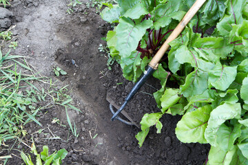Weeding beets in a vegetable garden. Weed control. Close-up of a hoe.