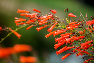 Penstemon pinifolius Compactum is hands down one of the very best native wildflowers for waterwise gardens. This tiny shrub has a profusion of bright scarlet flowers in late spring, among green leaves