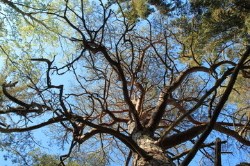 Twisted pine in Troldeskoven (the troll forrest), Tisvilde Hegn, Zealand, Denmark