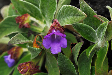 Paraboea glandulifera, Family Gesneriaceae, is a native plant species found in Thailand and...