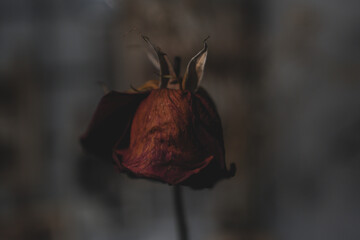 red rose bud