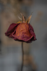 red rose in the sun