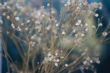 dry field flowers