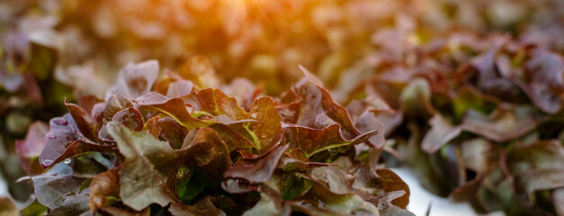 Banner fresh Red Oak Leaf Lettuce organic hydroponic vegetable plantation produce red salad hydroponic farm. Panorama red oak lettuce salad in Organic Farm. Salad farm vegetable with copy space