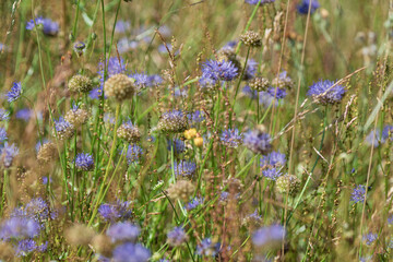 A Vibrant Meadow Rich with Blue and Green Wildflowers, Exhibiting Natures True Beauty