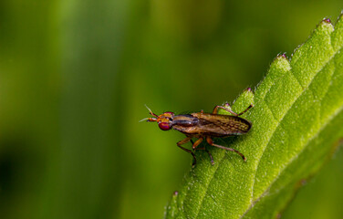 a limnia fly on a green leaf is preparing to fly. close-up. colorful macro photo. bokeh. blurred background. insect photo.