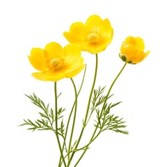 Obraz premium Natural yellow buttercup flower isolated on a white background 