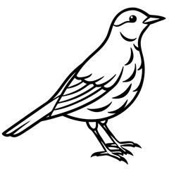 Minimalist Song Thrush Sketch