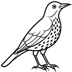 Minimalist Song Thrush Sketch