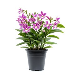 Striking Dendrobium Orchid in a Black Pot isolated on white background 