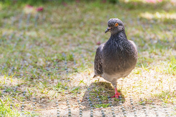 In the middle of the green lawn, a pigeon pauses in stillness. Columbidae