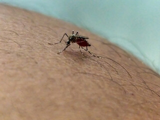 An Aedes aegypti mosquito with a red belly full of blood is perched and biting hairy human skin, indicating the danger of spreading disease.