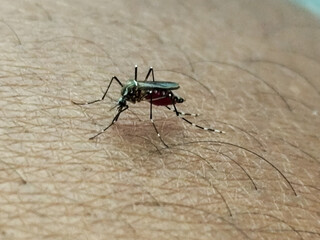 An Aedes aegypti mosquito with a red belly full of blood is perched and biting hairy human skin, indicating the danger of spreading disease.