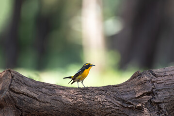 Bird (Narcissus Flycatcher, Ficedula narcissina) male black, orange, orange-yellow color perched on a tree in a nature wild and risk of extinction