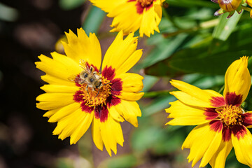 A Bee Busy Pollinating a Vibrant Yellow Flower Found in Natures Beautiful Landscape, Coreopsis,...