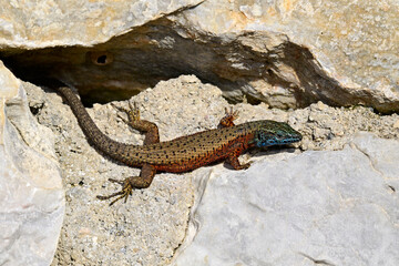 Pracht-Kieleidechse - Männchen // Blue-throated keeled lizard - male (Algyroides nigropunctatus) -...