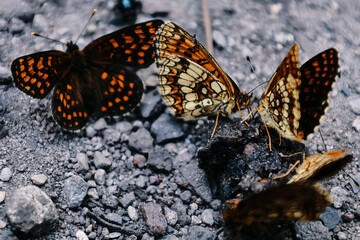 butterfly on the ground nature wildlife