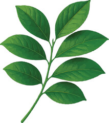Realistic lemon leaf
