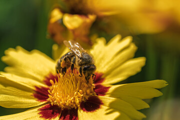 A Bee Busy Pollinating a Vibrant Yellow Flower Found in Natures Beautiful Landscape, Coreopsis,...