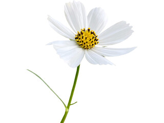 White daisy flower isolated on white background, a beautiful blossom of nature in spring