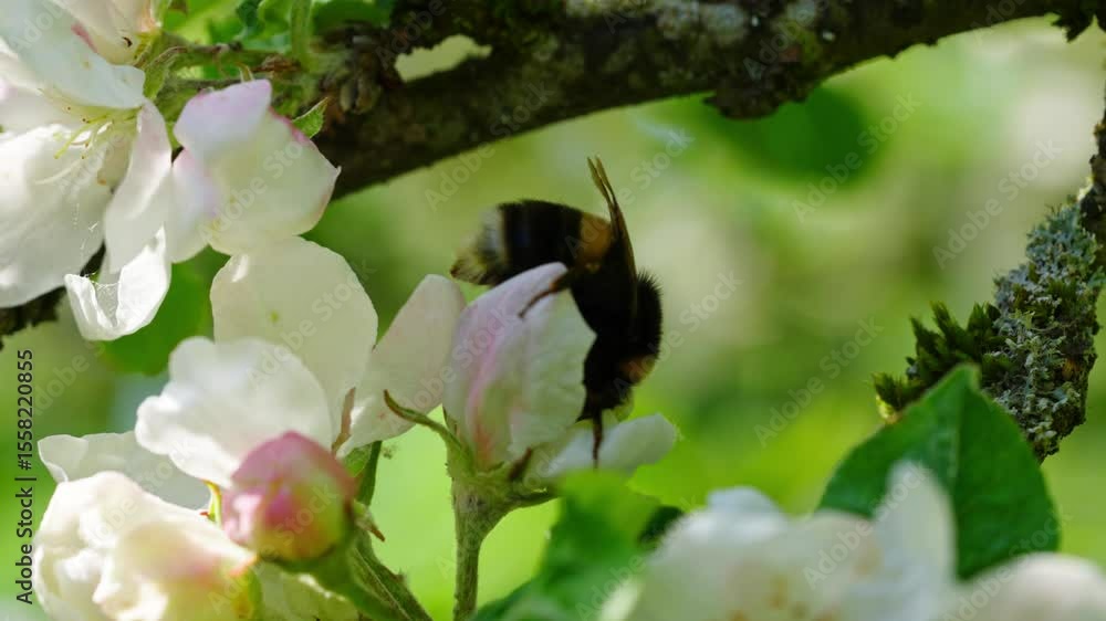 Poster bumblebee lands on flower and collects nectar in slow motion, surrounded by soft spring light, macro