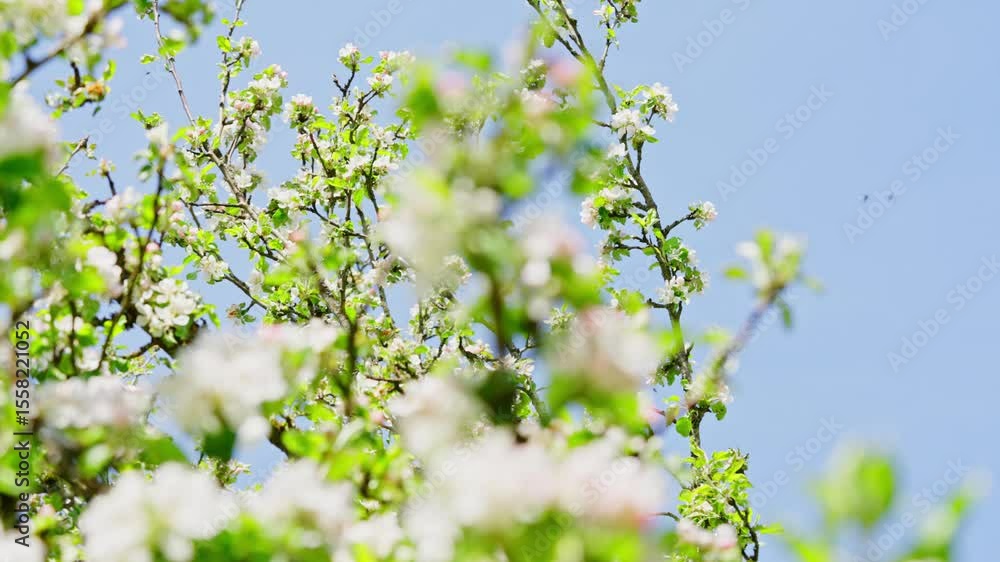 Poster bees hover around flowering apple tree in full bloom under clear blue sky in spring, slow motion sha